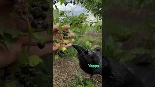#воронгоша