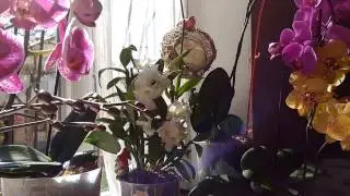 реанимация  орхидей в закрытой системе, цветение через 3 месяца.
