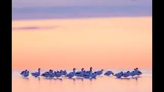 Arrival of the avocets
