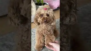 Сколько стоит пудель