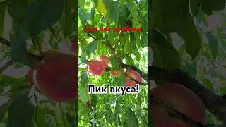 Сатурн - самый сладкий инжирный персик!