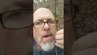 Eating Greenbrier shoots! Delicious wild edible!