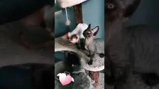 Девон Рекс | Devon Rex 😻💖