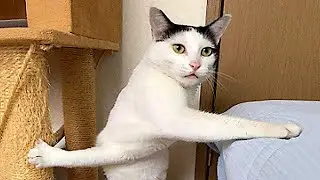 Funny animals - Funny cats and dogs - Funny animal videos 2024🤣