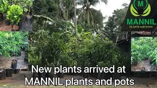 New mango fruit plants available 25/05/22 | @mannilplantsandpots5245