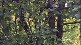 птички в древьях
