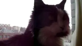 My cat mace and the bird on the window ledge
