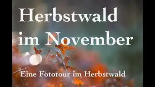 Herbstwald im November - eine Fototour im Herbst (2022)