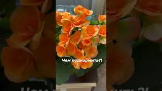 How to feed begonias for long and abundant flowering 🌺🌺🌸🌸🌺
