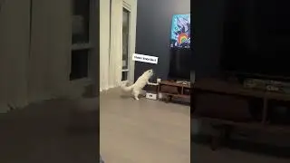 funny kitty Noah 🐱