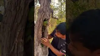 Wow a lot of green parrots Part  03 #shorts #parrot #shortvideo #shortsvideo #shortsyoutube