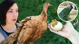 Our Turkey just hatched RARE peacock eggs!