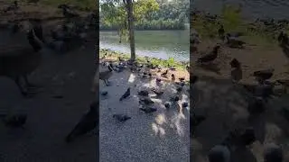 Cheerios #lake #pigeon