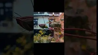 How to use mobile phone camera pro mode #teaching #music #youtube #youtubeshorts