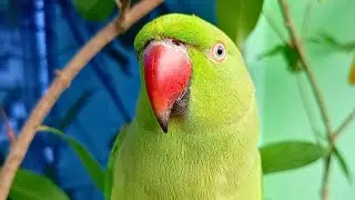 Loud Parrot Chirping | Natural Parrot Sounds | Parrot Calling Sounds ||