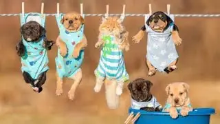 Little puppy, cute dogs