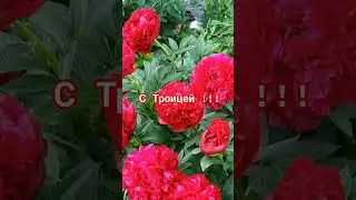 Поздравляю всех С Троицей!!!#цветы#обзор #дача #сад  #маргаритапетуния55