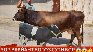 СИНАХТА БОГОЗ СУТИ БОР СИГИРЛАР | 6-сент, 2024.