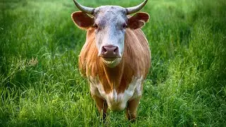 Scary facts about cows🐄