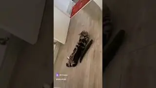 Что делают огурцы с кошками, почему так происходит? #cat
