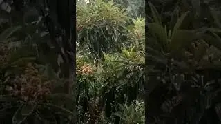 Unexpected hails storm #nature #hailstorm #rain