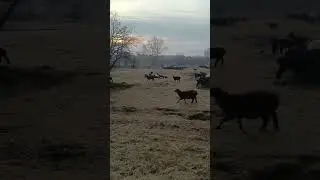 Переход со стойлового содержания к пастбищному.