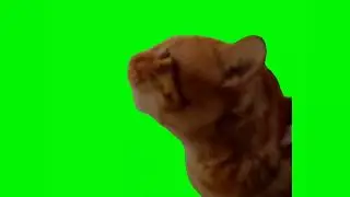 cat screaming 
