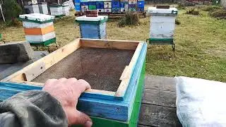 Готовлю пчёл под снег. обстановка по клещу.