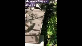 Белый лебедь/ малыши birds 