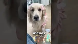 Why won't this dog give up his wings?! 