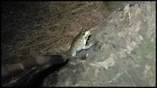 Frog Leap