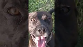 Филька не хочет гулять
