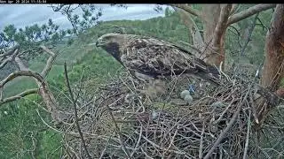 29/4/24☀️🦅 Eagle Nova Calls to Ward off an Intruder Орел Нова звонит, чтобы отогнать незваного гостя
