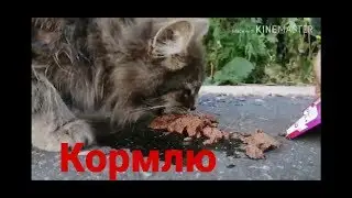 Кормлю бездомных кошек
