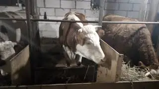 Про коров,купили телёнка