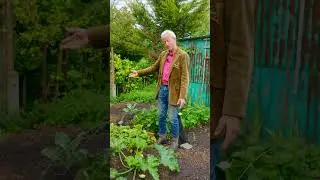 Small Garden midsummer challenges