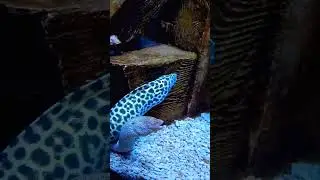 МУРЕНЫ 