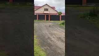 КОТ МАТЕРИТСЯ