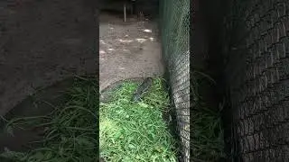 Smallest Deer in the world