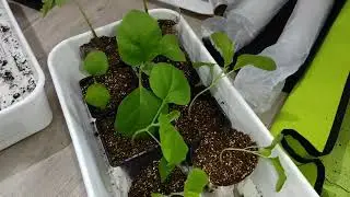 Сею ТОМАТЫ🍅Моя РАССАДА🌱🌱🌱