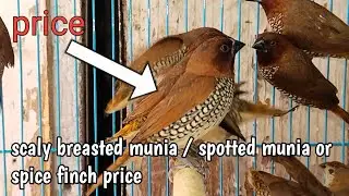 spice finch or scaly breasted munia bird price