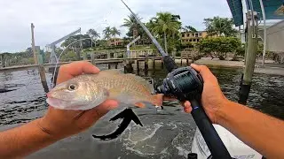 Flipping LIVE CROAKERS Under Docks for Giant Snook