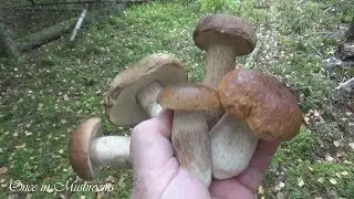Грибы Боровики, Белые. Сентябрь 2018 Беларусь. Funghi Porcini. Boletus. Однажды в Грибах 10.