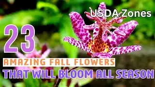 23 Most Beautiful Fall Flowers To Make Your Garden a Paradise