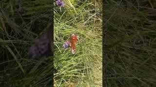 Butterfly in the Scottish Hillside #butterfly #butterflys