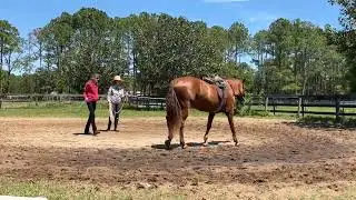 Teaching the Horse to Longe with 2 People