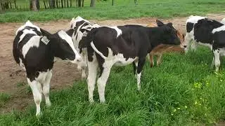 Adorable Baby Cows: Exploring Farm Life on the Dairy Farm and Talking to Cute Calves