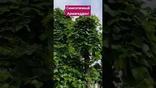 ОЦЕНИТЕ наши ЛИПЫ!