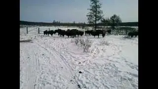 Бизоны. Север. Якутия