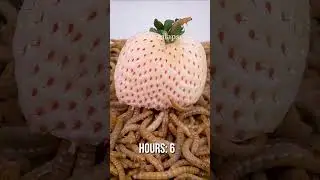 10 000 Mealworms vs. White Strawberry